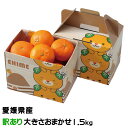 みかん せとか 風のいたずら 訳あり 大きさおまかせ 1.5kg みきゃん箱入り 愛媛県産 ミカン 蜜柑 贈り物 母の日
