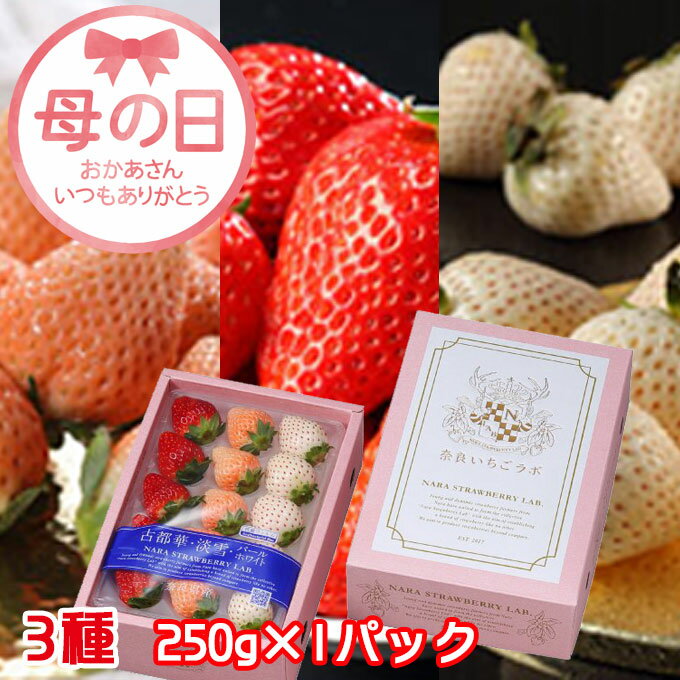 【KIMONO FRUITS】訳あり　B品　冷凍いちご　3kg（1000g×3）（メキシコ産または、ペルー産）冷凍いちご　冷凍ストロベリー