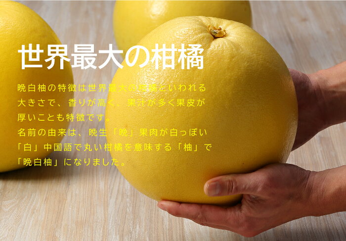 お歳暮 みかん 晩白柚 ばんぺいゆ 秀品 2Lサイズ 2玉 熊本県産 化粧箱入り 柑橘　蜜柑 ギフト お取り寄せ hachiya-fruits-10003531 はちやフルーツ楽天市場店 サンプル画像3