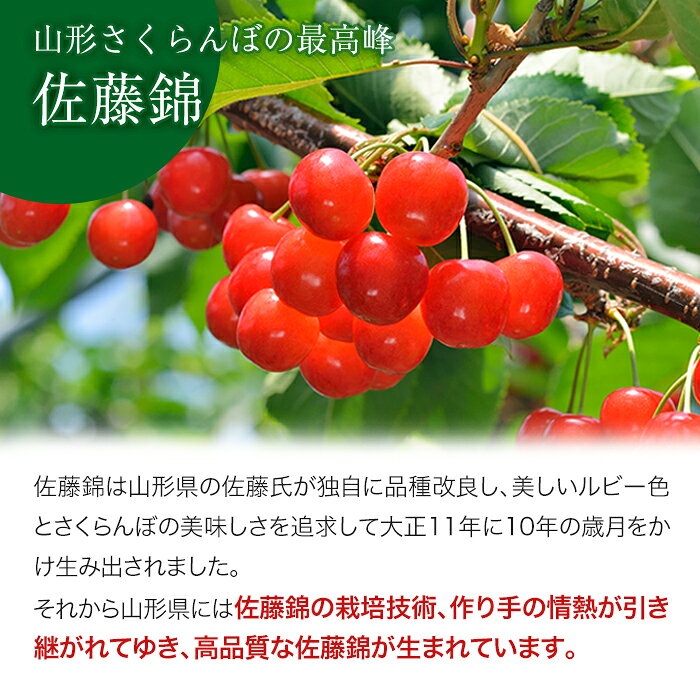 さくらんぼ 佐藤錦 秀品 2L〜Mサイズ 300g 化粧箱 さとうにしき 山形県産 ギフト ...