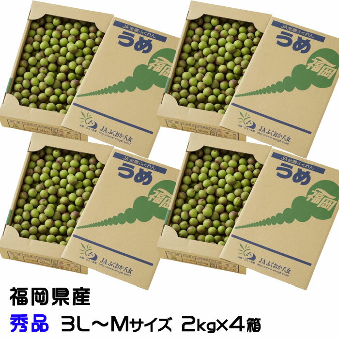 梅 小梅 光陽 秀品 ★2kg×4箱 3L〜Mサイズ JA福岡八女 福岡県産 梅干し用 生梅 うめ ウメ