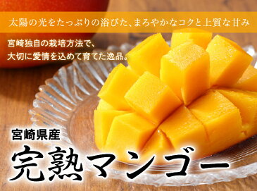 マンゴー みやざき完熟マンゴー 赤秀 4Lサイズ 510g以上×2玉 宮崎県産 送料無料 母の日 父の日 プレゼント