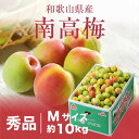 梅 紀州 南高梅 和歌山県産 秀品 Mサイズ 10kg うめ 生梅