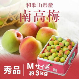 梅 紀州 南高梅 和歌山県産 秀品 Mサイズ 3kg うめ 生梅