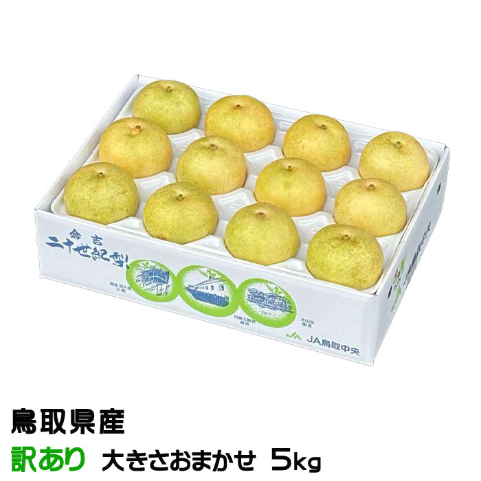 お歳暮 梨 20世紀梨 ちょっと訳あり 大きさおまかせ 5kg 鳥取県産 なし ナシ