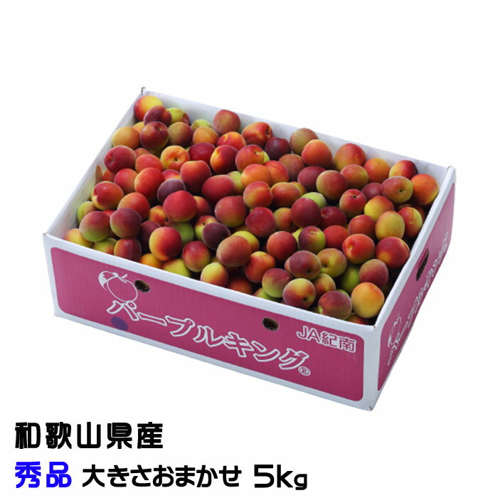 梅 パープルキング 秀品 大きさおまかせ 5kg 和歌山県産 JA紀南 南高梅 パープル うめ（楽天・はちやフルーツ楽天市場店）