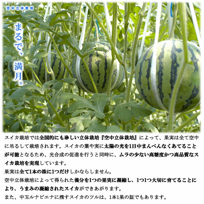 すいか ルナピエナ 優品 5kg以上×1玉 JA高知県 夜須 スイカ 西瓜 3