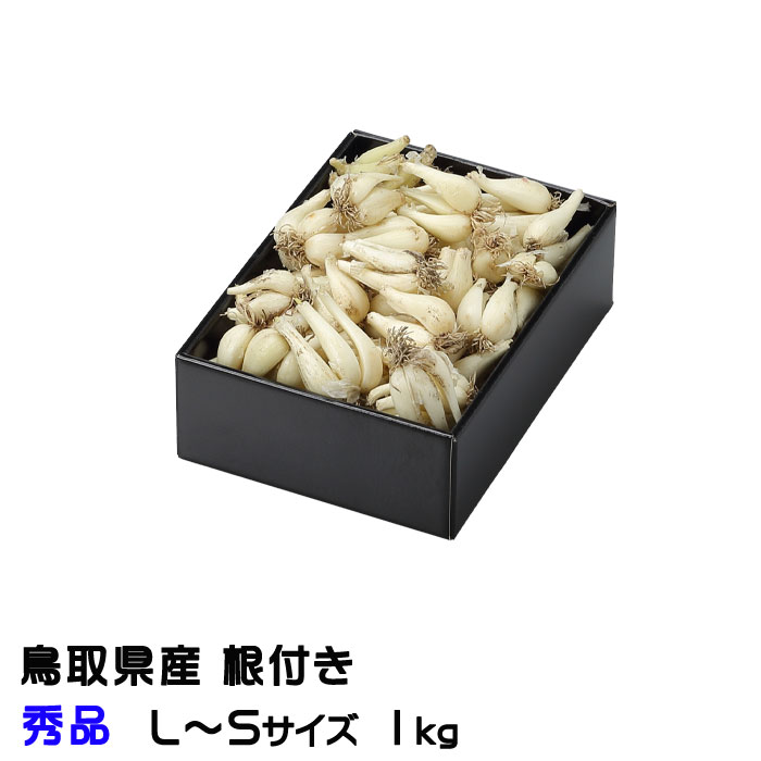 根付き 砂丘らっきょう 秀品 L〜Sサイズ 1kg 鳥取県産 JA鳥取いなば 福部産 らっきょ 作り方 レシピ付きのサムネイル