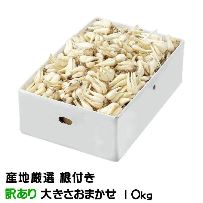 դ ä礦 ϸ ä 礭ޤ 10kg