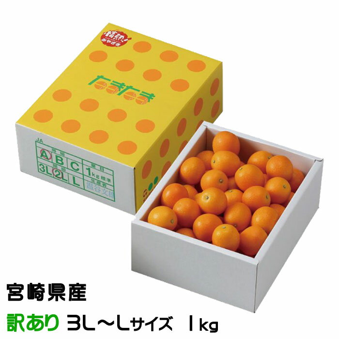 きんかん たまたま 完熟きんかん 風のいたずら ちょっと訳あり 3L～Lサイズ 1kg 宮崎県産 キンカン 金柑