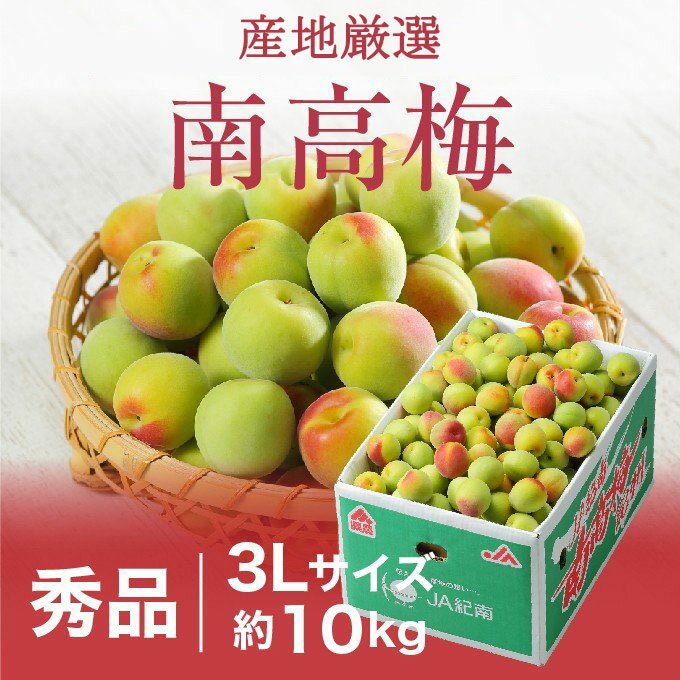 青梅 梅酒の梅用・梅干し用・梅シロップ 梅酢用も福井県産 青梅 送料無料 品種：紅さし10kg入[皇室献上ブランド]青梅 梅酒用あおうめ アオウメ 青 梅 ご指定日不可6月末頃以降お届予定 送料込 価格