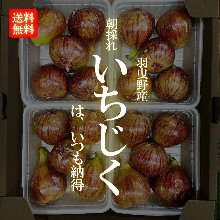 羽曳野産 朝採れ いちじく 1ケース（1パックあたり約300g・4パック入）