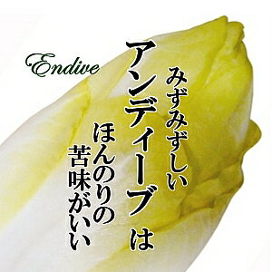 アンディーブ チコリ 1パック おしゃれ野菜 珍しい野菜 インスタ映え サラダ お取り寄せ