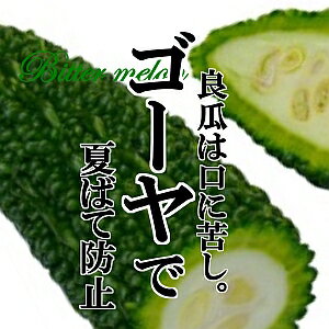 ゴーヤ 1本 (野菜 沖縄野菜 夏野菜) ゴーヤ 1本 (野菜 沖縄野菜 夏野菜)