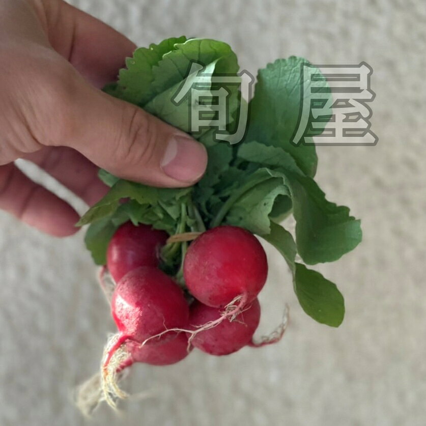 新鮮野菜とフルーツのお店 旬屋のラディッシュ 1PAC【ハツカダイコン はつか大根 ラレシ お取り寄せ 国産 新鮮 インスタ映え おしゃれ】｜アングル2