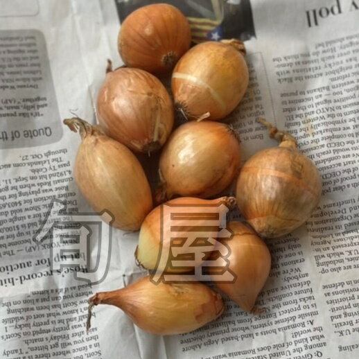 �ڥ����� ��200g �ھ����ޥͥ����ץ����˥��󡡿�����ڡ���������ڡ���ڡ��䤵�������������Ѥ�ä���ڡ��������������󥹥��Ǥ������̡������餤�����ꡡ��������ȡ�������