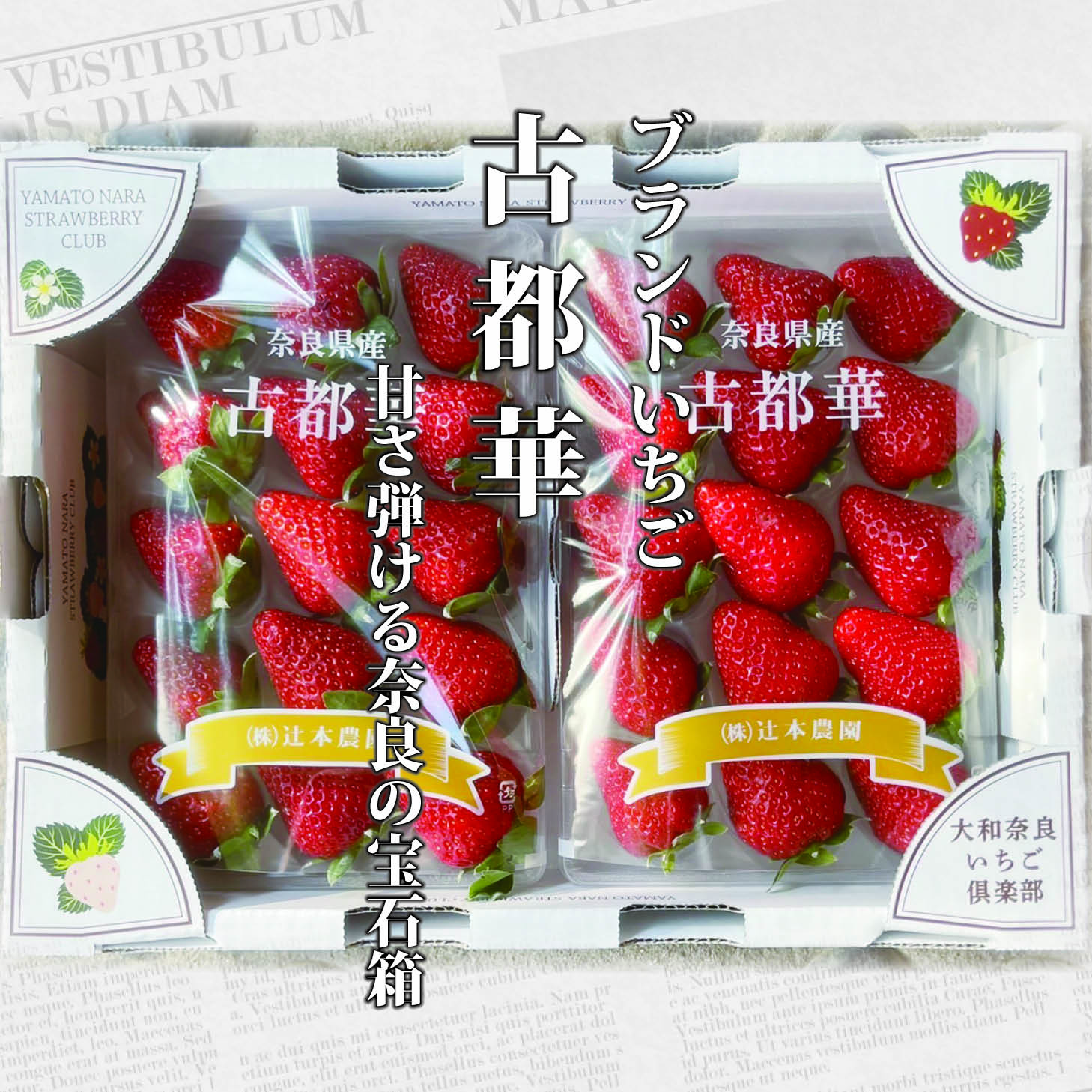 楽天新鮮野菜とフルーツのお店　旬屋【入荷終了間近！】【化粧箱入】【送料無料】ブランド いちご「古都華」ことか　1ケース（2パック×約270g入）（M〜5Lサイズ）【イチゴ 苺 お土産 贈り物 贈答品 ご褒美 ごほうび プレゼント 手土産 フルーツ 果物 インスタ映え かわいい 美味しい おいしい 送料無料】