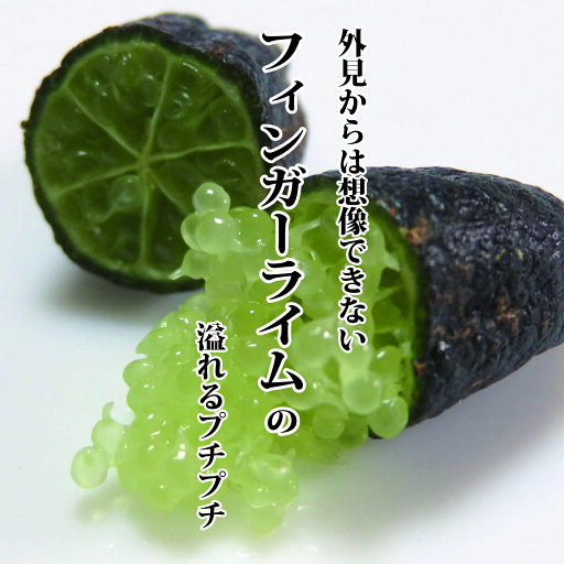 フィンガーライム フレッシュ(生) 1パック(約4~6本)約5g【キャビアライム 付け合わせ 珍しい野菜 お取り寄せ 希少 貴重 ワインに 】 フィンガーライム フレッシュ(生) 1パック(約4~6本)約5g【キャビアライム 付け合わせ 珍しい野菜 お取り寄せ 希少 貴重 ワインに 】
