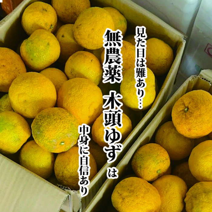 【送料無料】無農薬 木頭ゆず 約1〜4kg【木頭柚子 ユズ 希少 珍しい野菜 変わった野菜 あしらい 飾り アクセント】