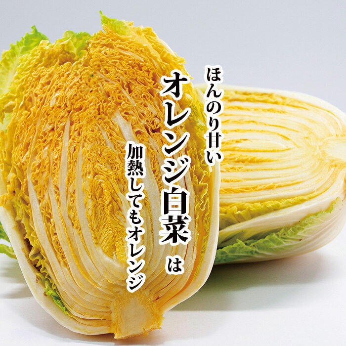 オレンジ白菜 1個 【オレンジはくさい ハクサイ サラダ 鮮やか インスタ映え 珍しい野菜 変わった野菜 ..