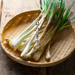 島らっきょう 1パック【沖縄産 しまらっきょう 珍しい めずらしい 冬の野菜 お取り寄せ 単品 野菜 国産 日本産 国内産】