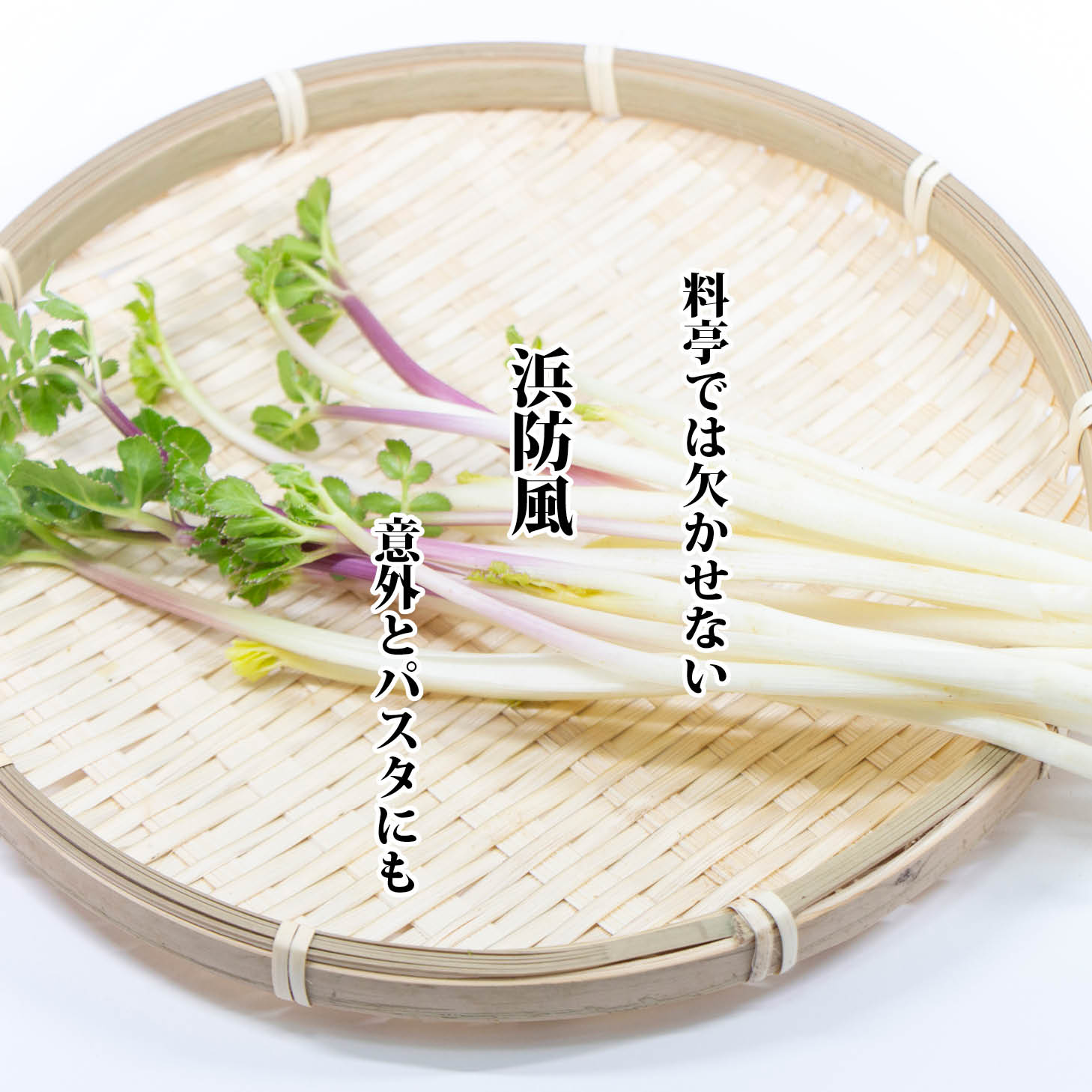 【2月~5月頃入荷予定】浜防風 1パック【浜ぼうふう ハマボウフウ 珍しい めずらしい お取り寄せ 単品 野菜 国産 日本産 国内産】