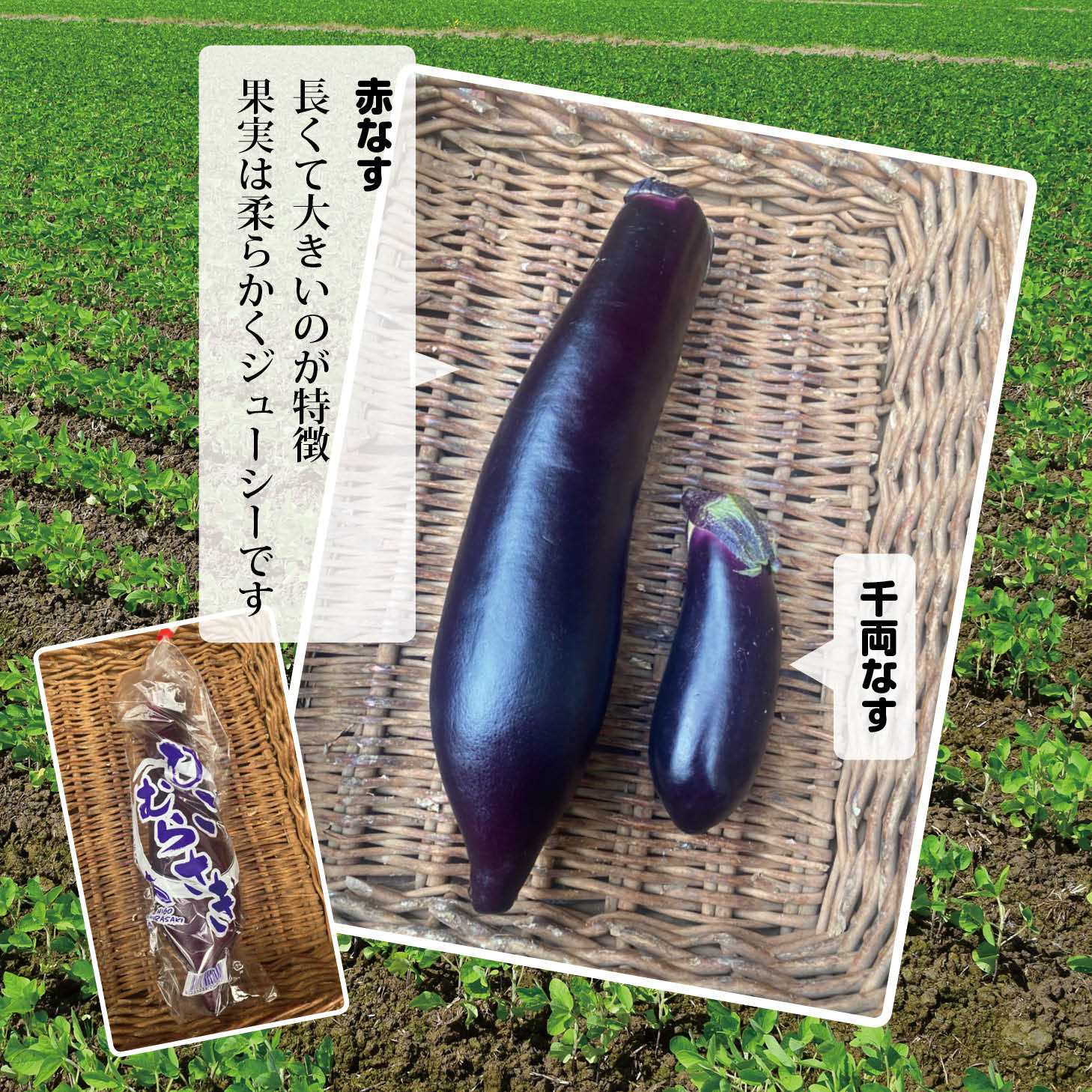 熊本県産 赤茄子 ひごむらさき 1本【赤なす 赤ナス ヒゴムラサキ お取り寄せ 単品】