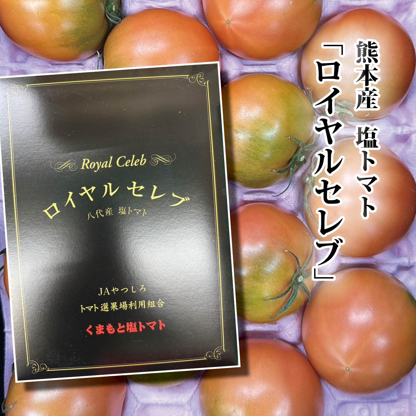 【1月中旬頃から5月入荷】熊本産 塩トマト ロイヤルセレブ（11〜16個・約900g）【送料無料 化粧箱入り のし対応可 甘い 高糖度 珍しい野菜 美味しい サラダ カラフル 1-5月】