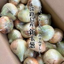 兵庫県 淡路島産 新玉葱（L〜3Lサイズ） 約1〜10kg
