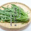 セルバチコ 1ケース (約280g)【ワイルドルッコラ ハーブ ルッコラ あしらい サラダ 珍しい野菜 野菜】 3,490円