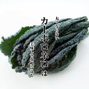 カボロネロ　1PAC（5〜10枚入）　【通年 カーボロネロ 黒キャベツ　珍しい野菜　野菜　イタリア　イタリア野菜　トスカーナ　パスタ　スープ　甘い　甘い野菜】