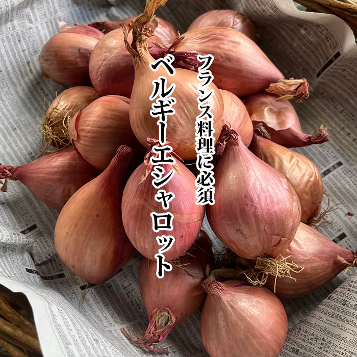 【送料無料】ベルギーエシャロット 約1kg〜2kg　【新鮮野菜　珍しい野菜　野菜　やさい　珍しい　変 ...