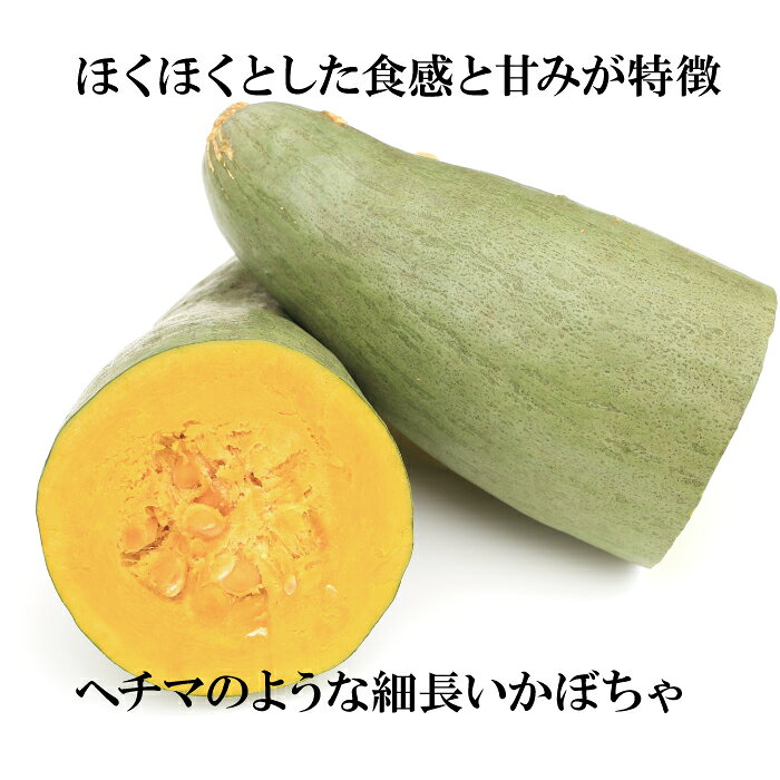 宿儺かぼちゃ 1CS(10kg入り)(3～5入り)【【岐阜県産ほか すくなかぼちゃ スクナカ...