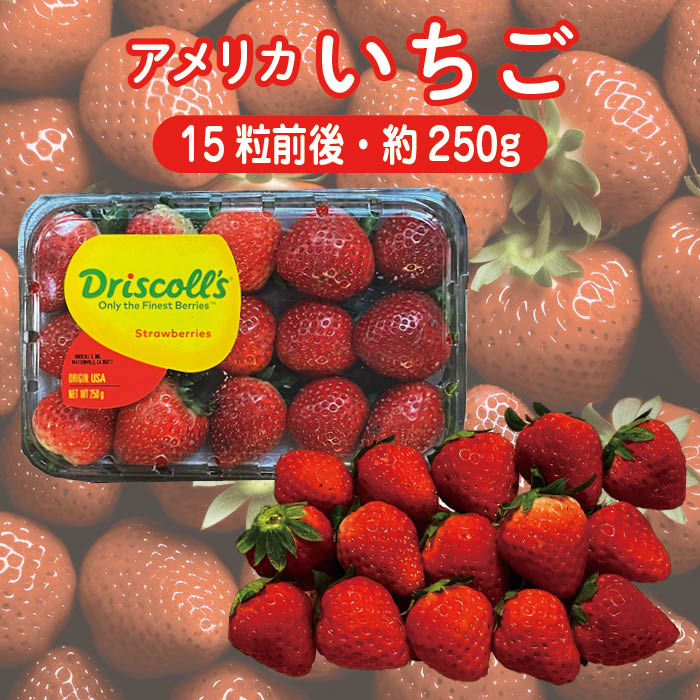 アメリカ産 いちご 1パック（ 約250g・15粒前後）【送料無料 USAイチゴ フレッシュ 生 ストロベリー ケーキ作り】（楽天・新鮮野菜とフルーツのお店　旬屋）