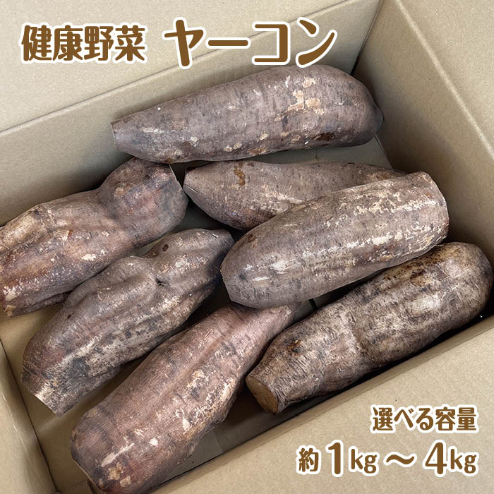 【今季完売です・次回は10月頃から入荷予定】ヤーコン （約1kg〜4kg）【いも 芋 健康野菜 生食 サラダ シャキシャキ 食物繊維 ポリフェノール 】