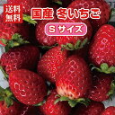 【送料無料】国産 冬いちご Sサイズ 1〜8パック【1パックあたり約270g 30粒前後】【1粒2.8〜3cm程度】【あまおう とちあいか とちおとめ 古都華などおまかせ】 苺 イチゴ 果物 フルーツ ギフト ストロベリー 業務用 ケーキ作り イチゴ