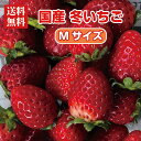 【送料無料】国産 冬いちご Mサイズ 1〜8パック【1パックあたり約270g 24粒前後】【1粒3.3～3.5cm程度】【あまおう とちあいか とちおとめ 古都華などおまかせ】 苺 イチゴ 果物 フルーツ ギフト ストロベリー 業務用 ケーキ作り イチゴ