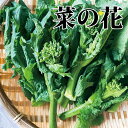 菜の花 1箱（約220g） 【菜花 菜種 なたね 春野菜】