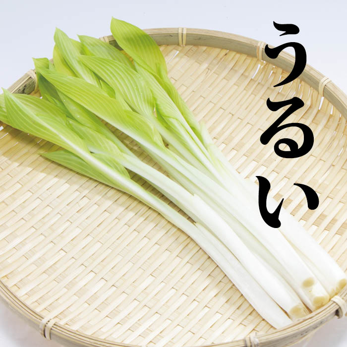うるい 1パック（約110g） 【山菜 春の野菜】