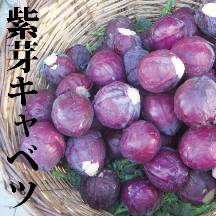 紫芽キャベツ 約150g（10個前後）【フレッシュ パープル むらさき芽きゃべつ スポロ お取り寄せ野菜 美味しい めずらしい野菜 珍しい かわいい おしゃれ】