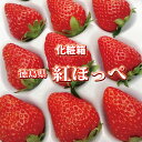 【送料無料】徳島県産 紅ほっぺ 〈化粧箱〉 1ケース(16〜28粒)【イチゴ 苺 いちご 贈り物 贈答品 ご褒美 ごほうび プレゼント ギフト 手土産 フルーツ...