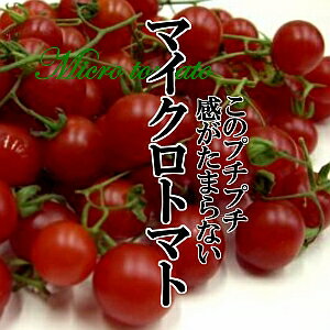 マイクロトマト 1PAC(100g前後)【トマト/珍しい野菜/珍しいトマト/野菜】 マイクロトマト 1PAC(100g前後)【トマト/珍しい野菜/珍しいトマト/野菜】