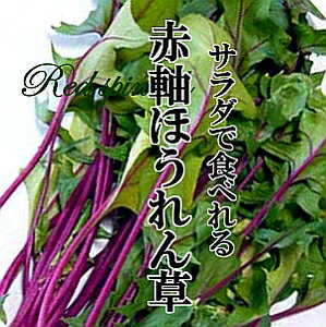 赤軸ほうれん草　1PAC 