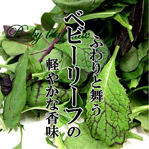 ベビーリーフ 1PAC（約50g）【 サラダ ミックス 彩り】