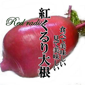 紅くるり大根 1本　【赤大根/紅大根/新鮮野菜/珍しい野菜/野菜/やさい/珍しい/変わった野菜/美味しい/インスタ映え/綺麗/彩/あしらい/飾り/アクセント/料理/赤い大根/鮮やか/だいこん】のサムネイル