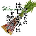 はじかみ 1束(約300g) 【矢生姜 芽生姜 しょうが あしらい】
