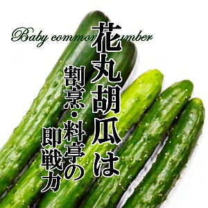 花丸胡瓜 1PAC【割烹・料亭の即戦力 やわらかなきゅうり 浅漬けにピッタリ 新鮮野菜 珍しい野菜 野菜 やさい 珍しい 変わった野菜 おいしい インスタ映え 綺麗 彩 あしらい 飾り アクセント 料理】