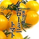 イエローミニトマト