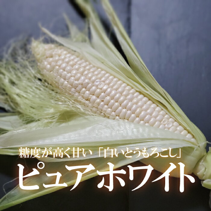 テレビでも話題になり、幻の白いとうもろこしとして 人気のピュアホワイトです！ 普通のとうもろこしと比べて糖度が抜群に高く、生でも食べていただけるのが特徴！ 生のままサラダに。 丸ごと網焼きに。 湯がいてホクホクと。白いとうもろこし　ピュアホワイト／10本セット／糖度17度以上/驚きの甘さ／人気／北海道産／お取り寄せ 新鮮で美味しい！安心・安全の野菜をお届けします。 2