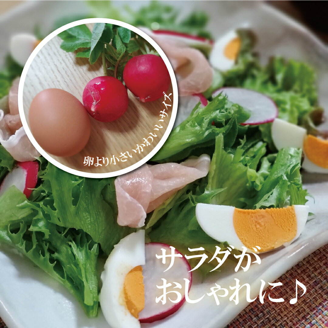 ��ǥ��å��� 1PAC�ڥϥĥ��������� �ϤĤ��纬 ��쥷 ������ �� ���� ���󥹥��Ǥ� ��������